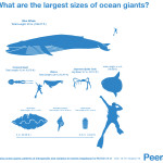 Dr. M: An Ocean Outreach Giant