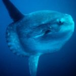 So yeah ocean sunfish are ridiculous, dolphins are @#$@&, and deep-sea anglerfish are monsters
