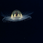 This deep-sea jelly looks like something from a dream