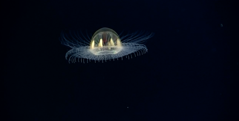 This deep-sea jelly looks like something from a dream | Deep Sea News