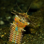 This marine worm is called the Sand Striker