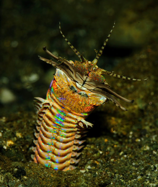 This marine worm is called the Sand Striker