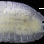 A New Deep-Sea Family of Roly Polies