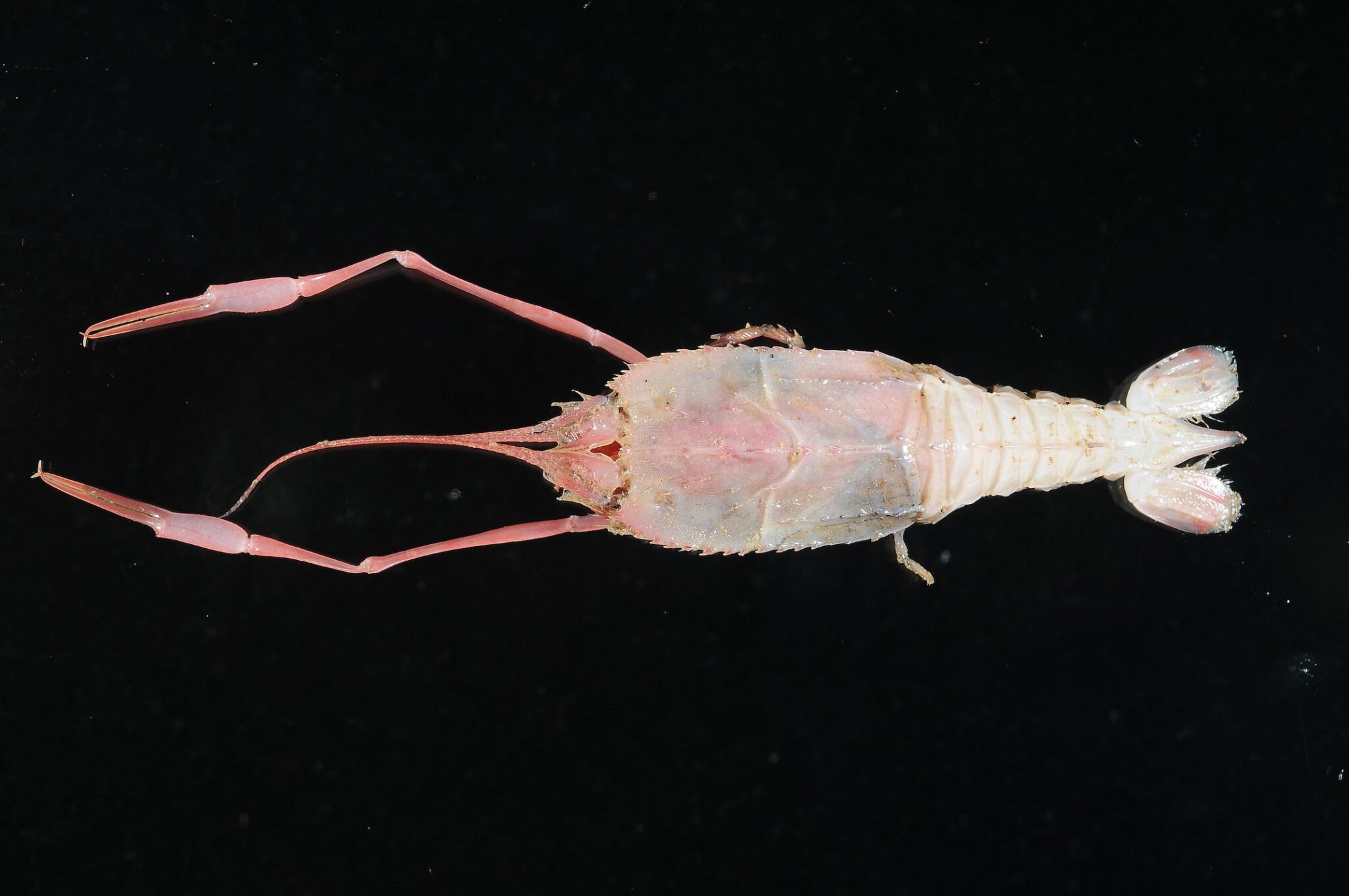 The Many Clawed, Blind Lobsters of the Deep | Deep Sea News