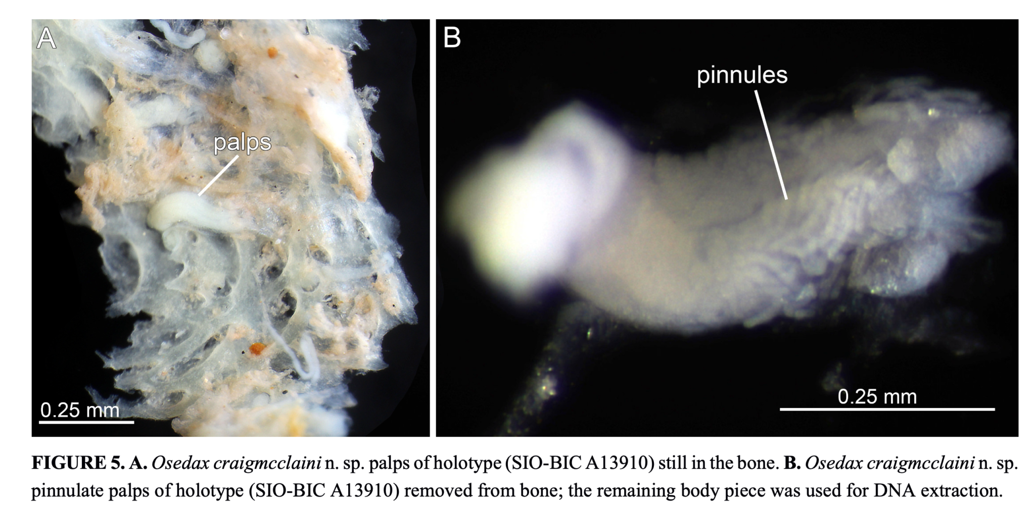 Introducing A New Species: My Namesake, A New Bone-eating Worm 