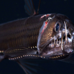  The Cost of Fear: How Perceptions of the Deep Sea Hurt Conservation